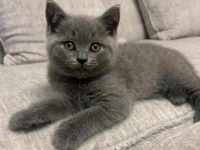 Lokie - British Shorthair - Gallery Photo #1