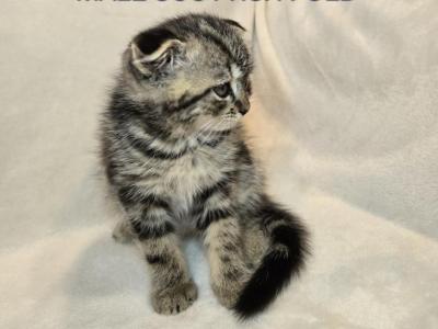 Maya & Sully Litter Kitten 3 - Scottish Fold - Gallery Photo #1