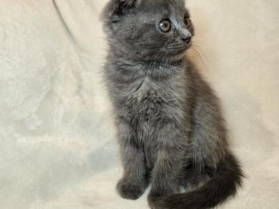 Maya & Sully Litter - Scottish Fold - Gallery Photo #1