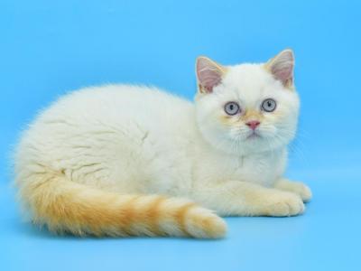 Denis1 - British Shorthair - Gallery Photo #1