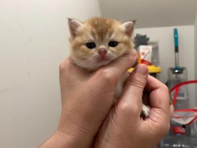 Scottish Fold Kittens - Scottish Fold - Gallery Photo #1