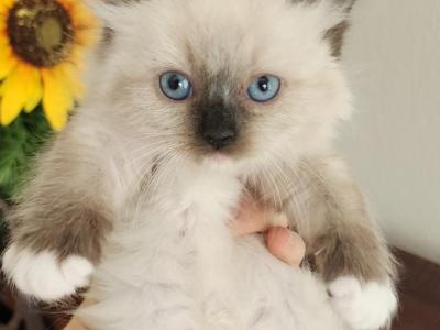 Ragdoll Kittens Available - Ragdoll - Gallery Photo #1