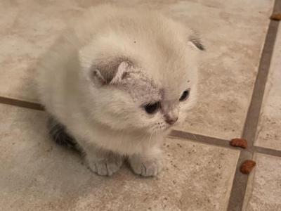 Scottish Fold - Scottish Fold - Gallery Photo #1