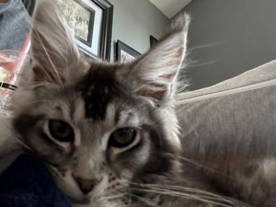 Dorian And Danny - Maine Coon - Gallery Photo #1