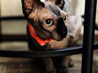 Raven Kittens - Sphynx - Gallery Photo #1