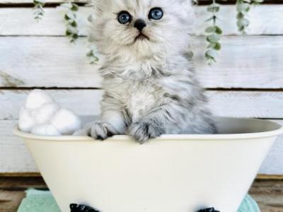 Dutchess Litter - Persian - Gallery Photo #1