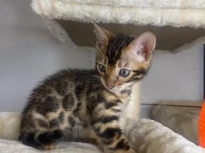 SunlightBebgals  Fiona - Bengal - Gallery Photo #1