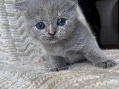 Babygirl Pink - British Shorthair - Gallery Photo #1