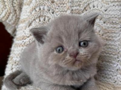 Baby Boy Cream - British Shorthair - Gallery Photo #1