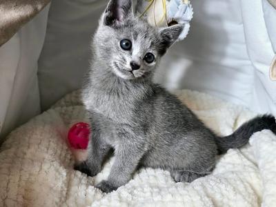 Zizi - Russian Blue - Gallery Photo #1