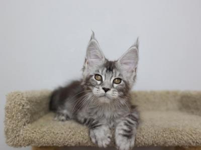 Margo - Maine Coon - Gallery Photo #1