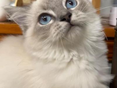 Blue Point Lynx Ragdoll Kitten - Ragdoll - Gallery Photo #1