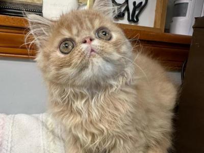 Cream Tabby Male Persian Kitten - Persian - Gallery Photo #1