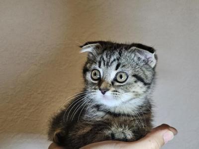 Scottish - Scottish Fold - Gallery Photo #1