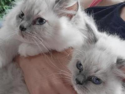 Summer Babies - Ragdoll - Gallery Photo #1