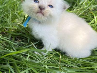 Blue Boy - Ragdoll - Gallery Photo #1