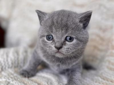 Baby Boy Purple - British Shorthair - Gallery Photo #1