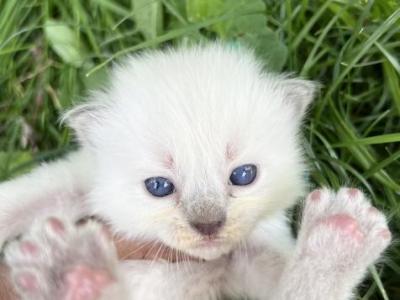 Cutest Kittens - Ragdoll - Gallery Photo #1