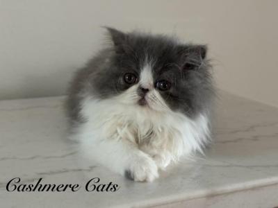 Pure Persian Dilute - Persian - Gallery Photo #1