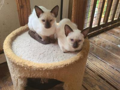 Classic Seal Point Female - Siamese - Gallery Photo #1