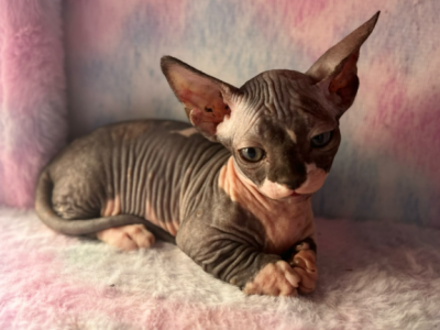 Mr Pink - Sphynx - Gallery Photo #1