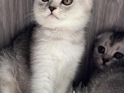 Chanel - Scottish Fold - Gallery Photo #1