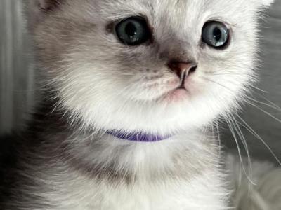 Lilu - Scottish Fold - Gallery Photo #1