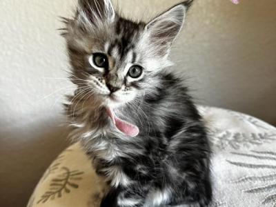 Little Flowers - Maine Coon - Gallery Photo #1