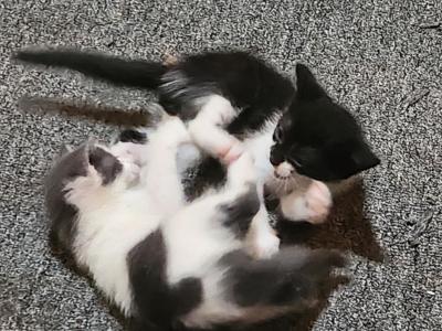 Free Kittens - Domestic - Gallery Photo #1