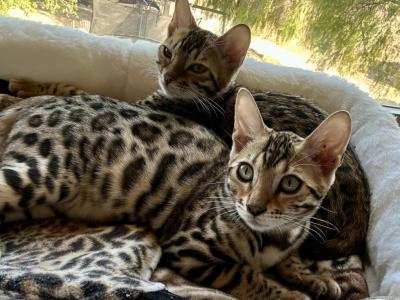 Bengal Kittens - Bengal - Gallery Photo #1