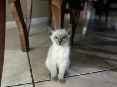 Princess - Siamese - Gallery Photo #1