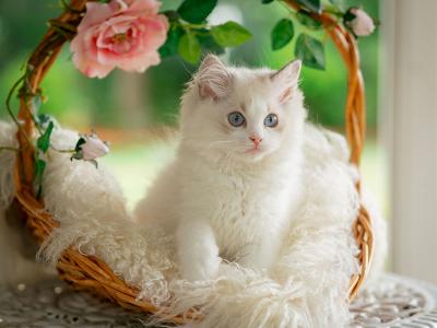 Brownie - Ragdoll - Gallery Photo #1