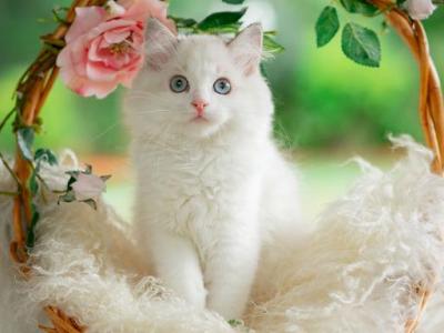 Ginger - Ragdoll - Gallery Photo #1