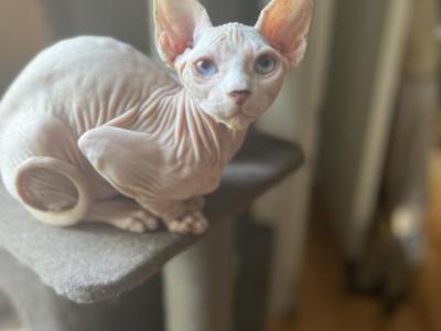 Kitty - Sphynx - Gallery Photo #1