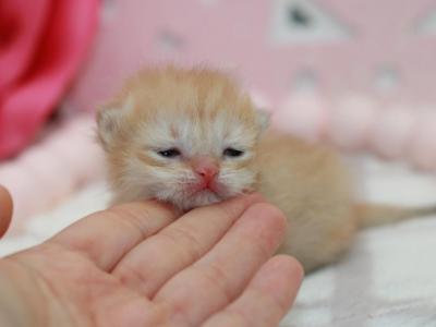 Golden Shaded British Shorthair Girl - British Shorthair - Gallery Photo #1