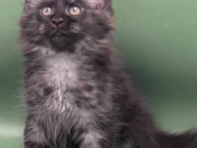 Poseidon  Black Smoke - Maine Coon - Gallery Photo #1