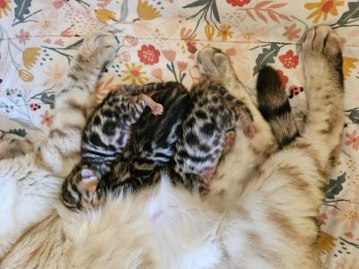 Bengal Kittens Available - Bengal - Gallery Photo #1