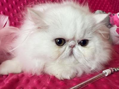 Coco - Persian - Gallery Photo #1