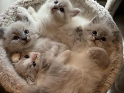 Siberian Kittens - Siberian - Gallery Photo #1