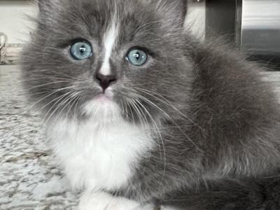 Siberian Blue Tuxedo - Siberian - Gallery Photo #1