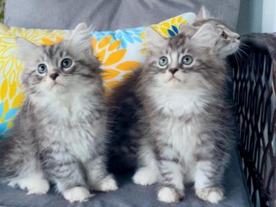 3kittens - Siberian - Gallery Photo #1