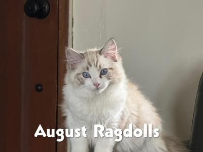 Ragdolls - Ragdoll - Gallery Photo #1