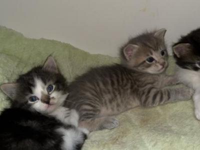 Black & White Fluffy Male Kitten - Domestic - Gallery Photo #1