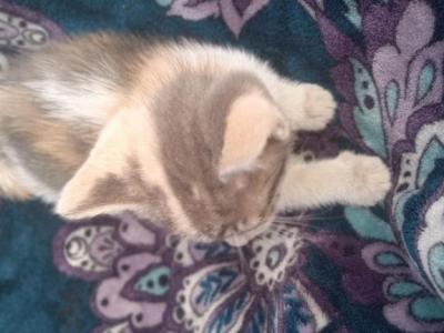 Tortoise Shell Calico 2 - Ragdoll - Gallery Photo #1