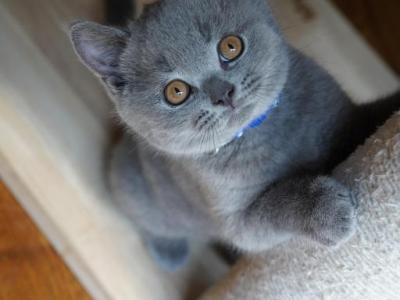 Oscar II - British Shorthair - Gallery Photo #1