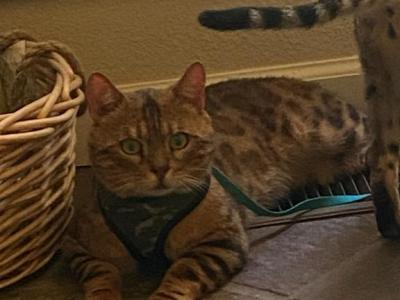 Cooper - Bengal - Gallery Photo #1