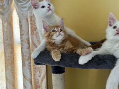 Kitty - Maine Coon - Gallery Photo #1