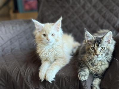 Peaches & Cream - Maine Coon - Gallery Photo #1