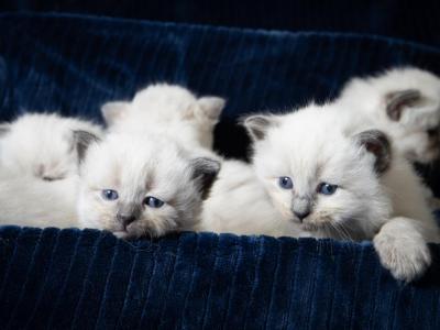 Luna's Litter - Siberian - Gallery Photo #1