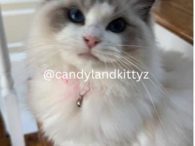 Beautiful Blue Bicolor Ragdoll Kittens - Ragdoll - Gallery Photo #1